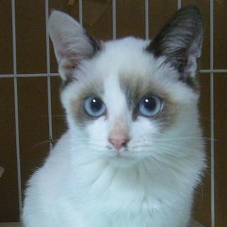 かわいい子猫です！