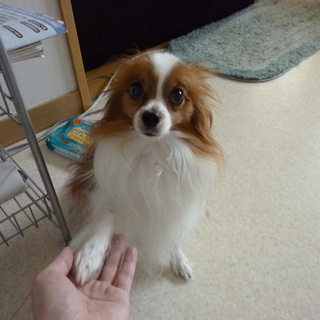 パピヨンの里親様募集します（山形県）