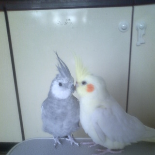 オカメインコ里親決まりました。