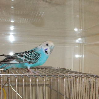 かわいがってくださる方へ