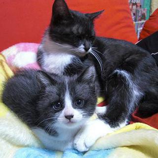 ●こねこ譲ります●