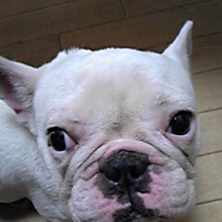 可愛がってあげてください