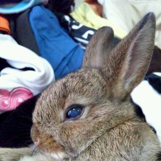 10月3日産まれのみにうさぎ、茶色