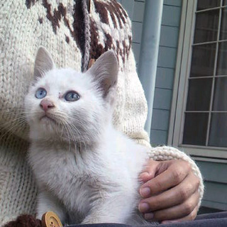 可愛い白猫の里親募集中です！（追記）