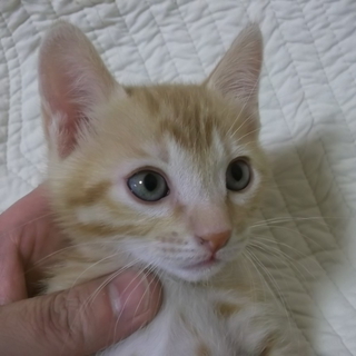 子猫の里親募集