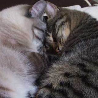 ３才 オス ２匹です