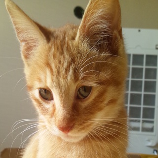 オレンジ毛の甘えん坊な子猫の家族になってください