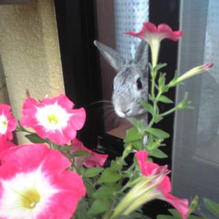 ミニウサギ里親募集しています。