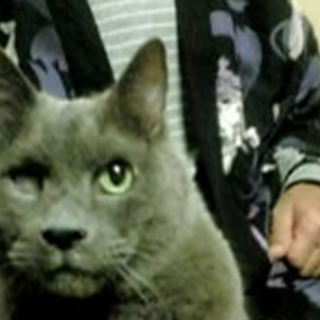 緊急　ロシアンブルーミックス