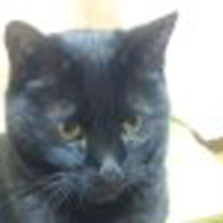 緊急　黒猫ちろ