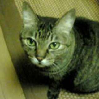 緊急　お口周りの白いキジトラ　おとめ