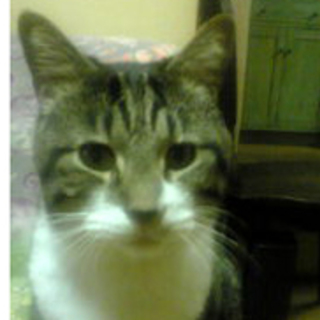 緊急　ひょうきん顔な白キジ　　うめ