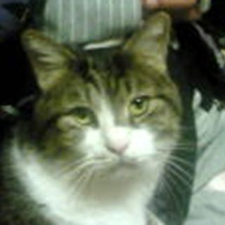 緊急　まん丸お顔　じん