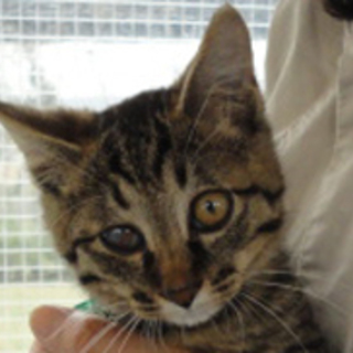 カラスにいじめられていた　にゃんきち