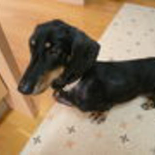 保健所レスキュー、里親さま募集！