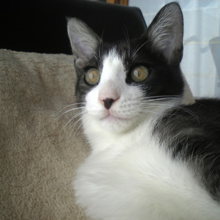 里親募集  6ヶ月の男の子　ハチワレ