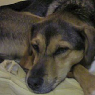 たつや、賢い子です