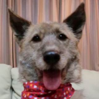 晴彦、テリアチックな子