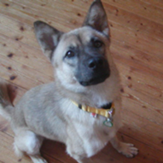 ザック、聞き分けの良い子