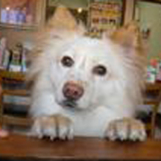 レモン、優しい子