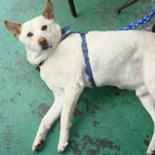 レオン、おっとりした子