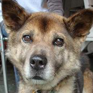 あずき、何しろ良い子　～ただいまトライアル中～