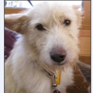 りぃ、おとなしくて穏やかな子