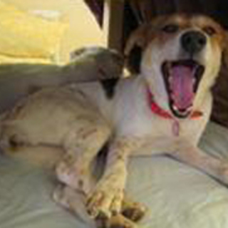 アム、順応性の高い子