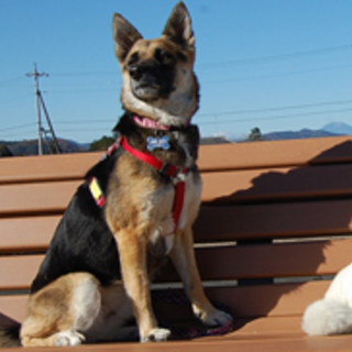 くるみ、シェパード似のお利口な子