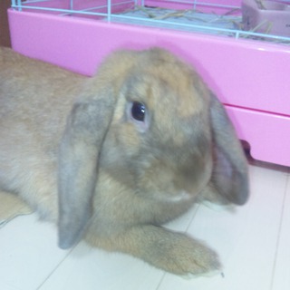 うさぎ（ホーランドロップイヤー)の里親募集