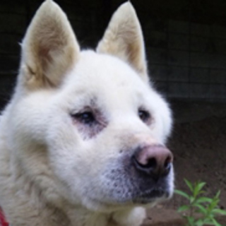 チロ、福島双葉町被災の子