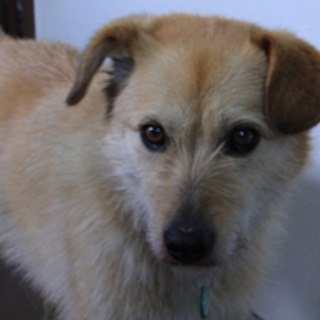 丸千代、福島県双葉町の被災犬