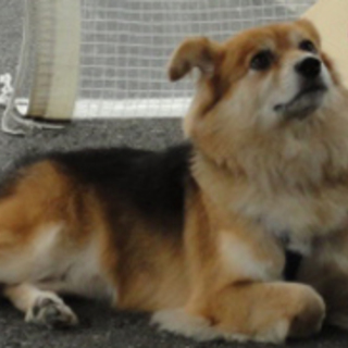 ペロ、モフモフな子