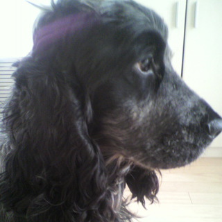 遊ぶの大好きなコッカーです。