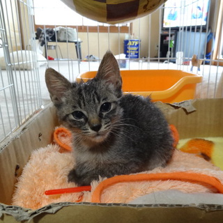 子猫の里親募集中