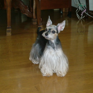 代理で掲載しています