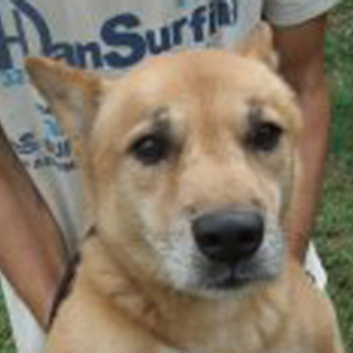 ちゃま、人が大好きな子