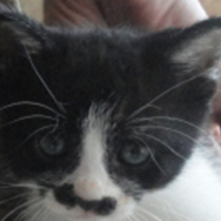 ちょびひげが可愛い　もり君