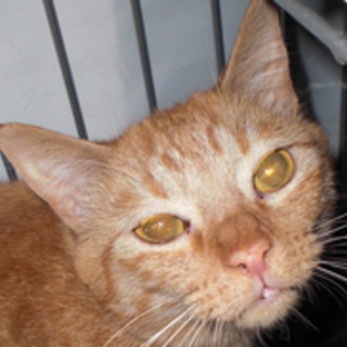 モモタ、お返事ができる猫