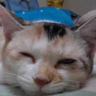 あや、パステル調の三毛さん