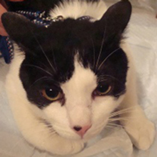 こう、元気満点の子