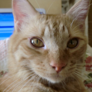 マロン、とっても飼育し易い子