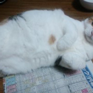 サキ、人間大好きっ子