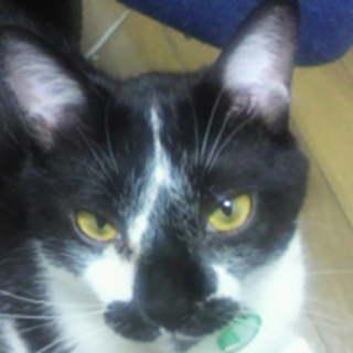 タロ、優しく兄妹思いの子