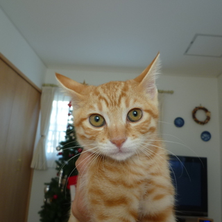 ネコなのに『垂れ目』、とても可愛いヤツです