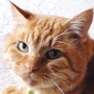 とら吉、とっても温厚な子