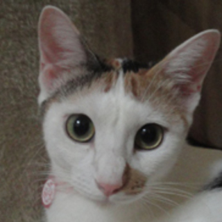 しおり、皆の力で命拾いした子