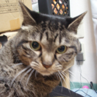 まみ、シニアの子