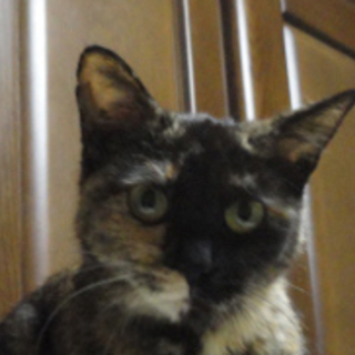 あんず、お淑やかな子