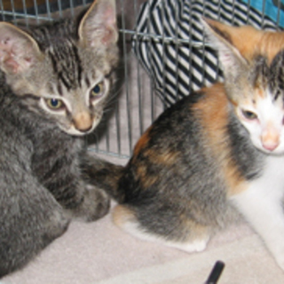 かん、ゴロゴロな子猫さん